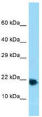 60S ribosomal protein L32 antibody, TA345693, Origene, Western Blot image 
