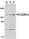 Caspase recruitment domain-containing protein 11 antibody, orb86706, Biorbyt, Western Blot image 