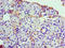 Ribosomal Protein L30 antibody, A54978-100, Epigentek, Immunohistochemistry paraffin image 