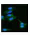 Caveolin 2 antibody, PB9166, Boster Biological Technology, Immunofluorescence image 