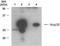 Nucleolar protein 3 antibody, NB500-257, Novus Biologicals, Western Blot image 