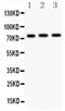 c-Myb antibody, PB9288, Boster Biological Technology, Western Blot image 