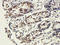 Neuronal PAS domain-containing protein 2 antibody, orb214330, Biorbyt, Immunohistochemistry paraffin image 
