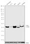 Ferritin Heavy Chain 1 antibody, 701934, Invitrogen Antibodies, Western Blot image 