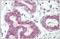 60S ribosomal protein L31 antibody, AP32291PU-N, Origene, Immunohistochemistry frozen image 