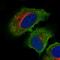 Chromosome 19 Open Reading Frame 71 antibody, HPA048654, Atlas Antibodies, Immunofluorescence image 