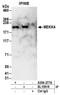 Mitogen-Activated Protein Kinase Kinase Kinase 4 antibody, A304-277A, Bethyl Labs, Immunoprecipitation image 
