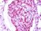 G Protein-Coupled Receptor Class C Group 5 Member B antibody, orb85113, Biorbyt, Immunohistochemistry paraffin image 