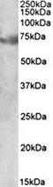 Cyclin D Binding Myb Like Transcription Factor 1 antibody, orb131708, Biorbyt, Western Blot image 