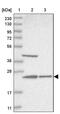 Ubiquinol-Cytochrome C Reductase Complex Assembly Factor 1 antibody, PA5-57087, Invitrogen Antibodies, Western Blot image 