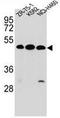 Kremen protein 2 antibody, AP52408PU-N, Origene, Western Blot image 