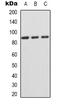 CD44 antibody, orb338871, Biorbyt, Western Blot image 