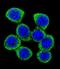 XK Related 4 antibody, LS-C160659, Lifespan Biosciences, Immunofluorescence image 