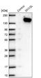 Ski2 Like RNA Helicase antibody, NBP2-47274, Novus Biologicals, Western Blot image 
