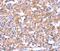 FAT Atypical Cadherin 1 antibody, PA5-50661, Invitrogen Antibodies, Immunohistochemistry frozen image 