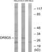 Olfactory Receptor Family 8 Subfamily G Member 5 antibody, GTX87330, GeneTex, Western Blot image 