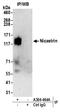 Nicastrin antibody, A304-464A, Bethyl Labs, Immunoprecipitation image 