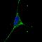 Podocalyxin Like antibody, LS-C158694, Lifespan Biosciences, Immunofluorescence image 