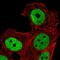 Zinc Finger Protein 41 antibody, HPA069102, Atlas Antibodies, Immunofluorescence image 