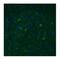 Trace Amine Associated Receptor 5 antibody, NBP1-69132, Novus Biologicals, Immunohistochemistry paraffin image 