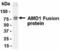 S-adenosylmethionine decarboxylase proenzyme 1 antibody, NB100-75341, Novus Biologicals, Western Blot image 