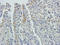 Hydroxysteroid 17-Beta Dehydrogenase 10 antibody, orb167354, Biorbyt, Immunohistochemistry paraffin image 