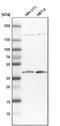DnaJ Heat Shock Protein Family (Hsp40) Member B11 antibody, NBP1-84899, Novus Biologicals, Western Blot image 