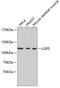 Leucine Rich Repeat Containing G Protein-Coupled Receptor 5 antibody, 23-394, ProSci, Western Blot image 