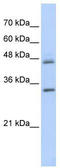 Prolargin antibody, TA337692, Origene, Western Blot image 