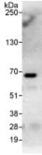 Chromatin Licensing And DNA Replication Factor 1 antibody, ab70829, Abcam, Immunoprecipitation image 