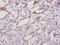Superoxide Dismutase 1 antibody, A53702-100, Epigentek, Immunohistochemistry paraffin image 