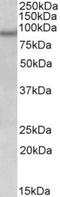 Nxf antibody, TA311604, Origene, Western Blot image 