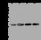 Adenylate kinase isoenzyme 4, mitochondrial antibody, 202680-T46, Sino Biological, Western Blot image 