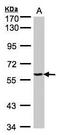 YARS antibody, GTX101492, GeneTex, Western Blot image 