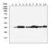 Annexin A5 antibody, PA1008, Boster Biological Technology, Western Blot image 