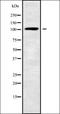 Ubiquitin Specific Peptidase 29 antibody, orb338783, Biorbyt, Western Blot image 