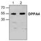 Developmental Pluripotency Associated 4 antibody, TA318970, Origene, Western Blot image 