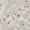 Deleted In Primary Ciliary Dyskinesia Homolog (Mouse) antibody, FNab02512, FineTest, Immunohistochemistry frozen image 