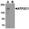 Calcium-transporting ATPase type 2C member 1 antibody, orb75601, Biorbyt, Western Blot image 