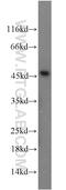 Family With Sequence Similarity 98 Member B antibody, 22251-1-AP, Proteintech Group, Western Blot image 