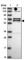 Deltex E3 Ubiquitin Ligase 2 antibody, HPA042931, Atlas Antibodies, Western Blot image 