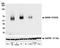 CD226 Molecule antibody, A700-063, Bethyl Labs, Western Blot image 