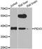 Peroxisomal Biogenesis Factor 14 antibody, abx006919, Abbexa, Western Blot image 