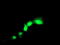 Sm22 antibody, TA503092, Origene, Immunofluorescence image 