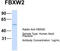 F-Box And WD Repeat Domain Containing 2 antibody, TA329817, Origene, Western Blot image 