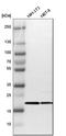 Mitochondrial import receptor subunit TOM22 homolog antibody, HPA003037, Atlas Antibodies, Western Blot image 