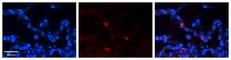 Fc Fragment Of IgG Receptor And Transporter antibody, NBP1-59061, Novus Biologicals, Immunocytochemistry image 