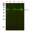 DIR antibody, PA5-68479, Invitrogen Antibodies, Western Blot image 