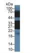 Crystallin Beta B1 antibody, MBS2027815, MyBioSource, Western Blot image 
