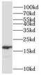 Retinol Binding Protein 1 antibody, FNab07188, FineTest, Western Blot image 